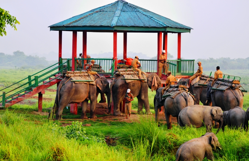 Wildlife Odyssey