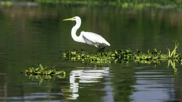 Wildlife Odyssey