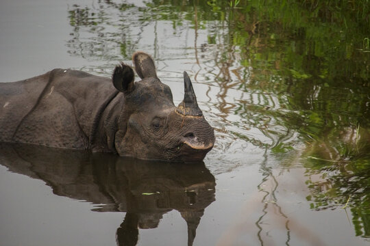 Wildlife Odyssey
